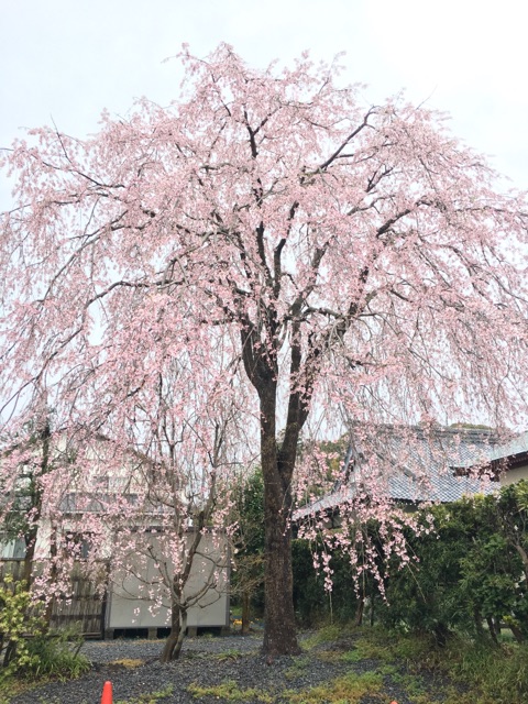 桜は教訓の季節